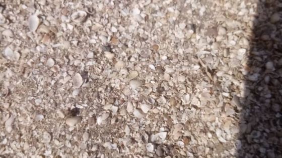 LES COQUILLES BROYEES