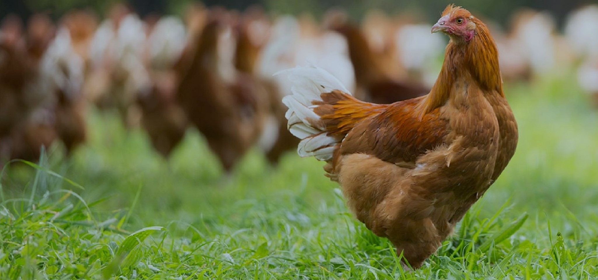 CONCENTRE & PREMIX MIXSCIENCE